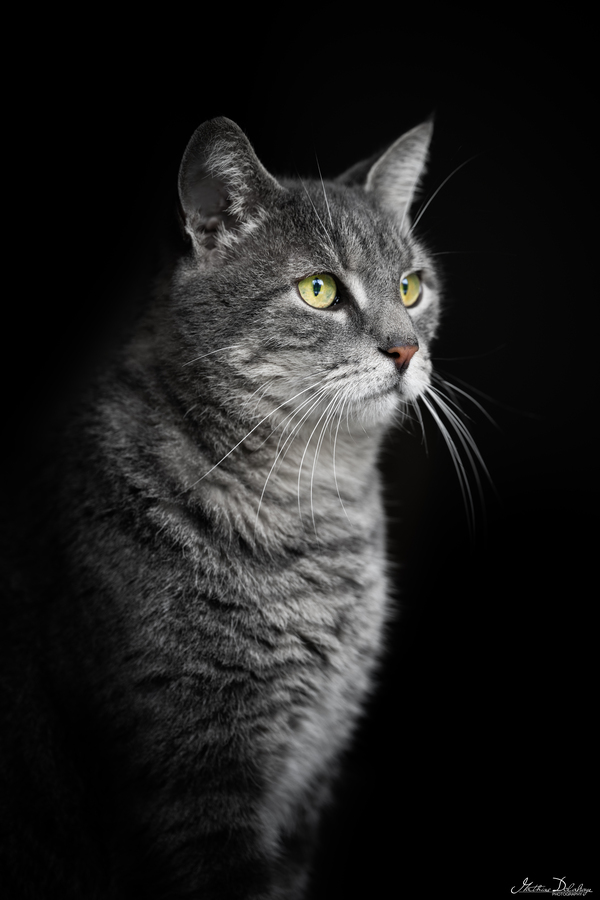 Portrait of a Cat Looking Into the Distance