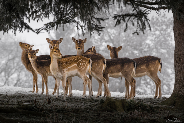 Group of Deer Around a Tree in Winter