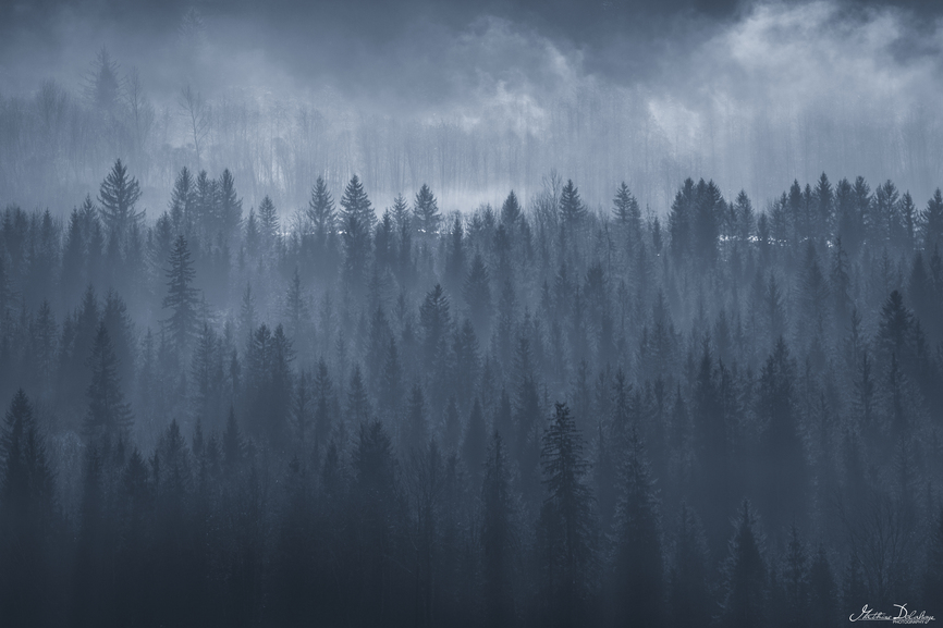 Trees in the Mist