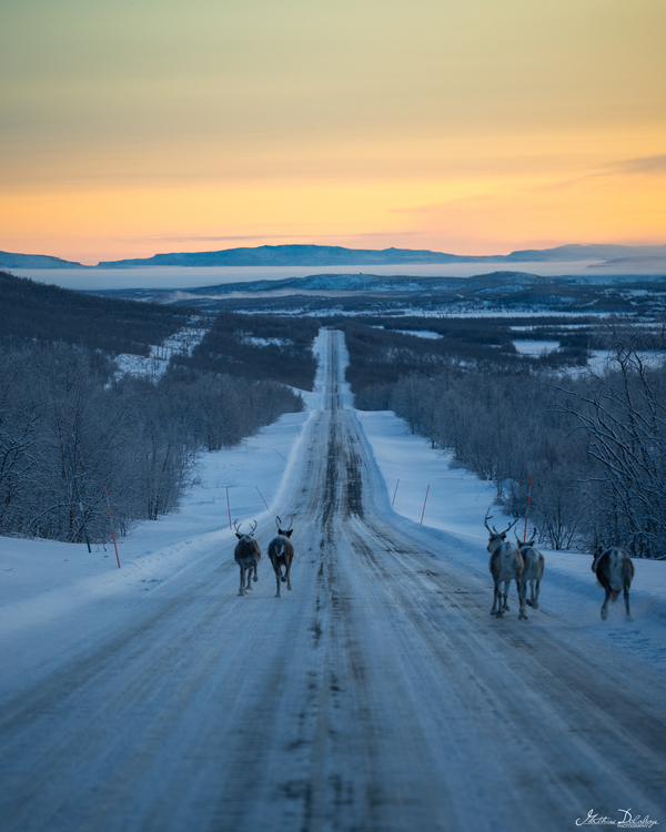 High Point Road in Finland with Reindeer Running Away