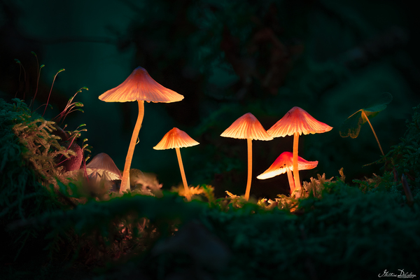 Glowing Mushrooms Illuminated by Homemade RGBW Lights