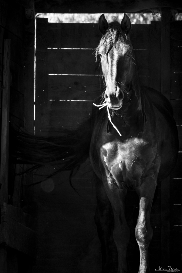 Dramatic Black-and-White Vertical Portrait of a Horse in Motion in Its Barn