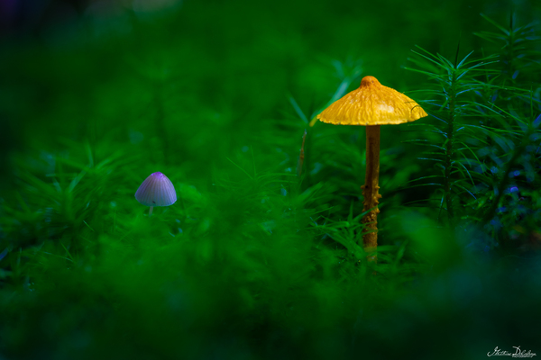 Macrophotography of a Mushroom on a Bed of Mosses