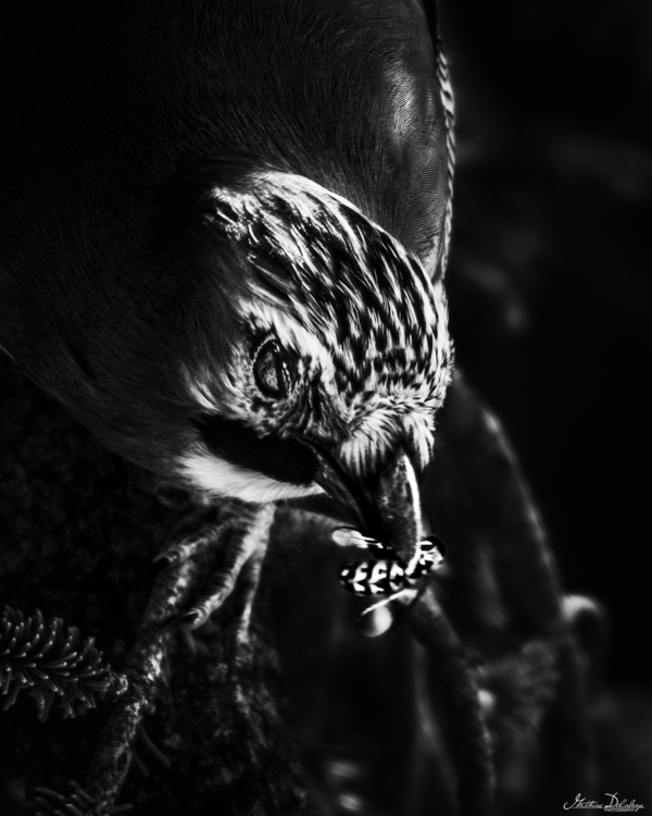 Dramatic Black-and-White Low-Key Portrait of an Oak Jay Eating a Wasp